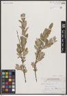 Foto von Salix brachycarpa Nutt.